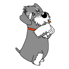 Spunky Miniature Schnauzer