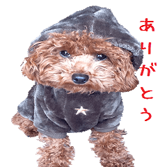 Toy poodle the MUCK. So Cute