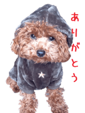 Toy poodle the MUCK. So Cute sticker #15027212