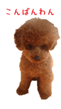 Toy poodle the MUCK. So Cute sticker #15027213