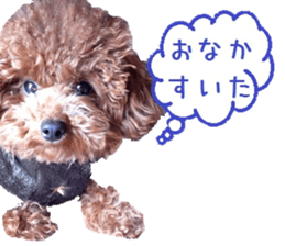 Toy poodle the MUCK. So Cute sticker #15027214
