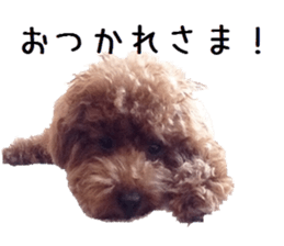 Toy poodle the MUCK. So Cute sticker #15027215