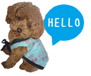 Toy poodle the MUCK. So Cute sticker #15027217