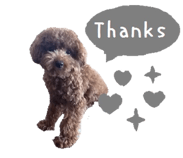 Toy poodle the MUCK. So Cute sticker #15027218