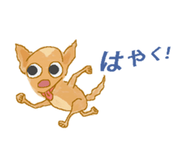 Chiwatan of chihuahua(Animation) sticker #15027883