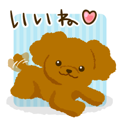 Toy poodle<Dog breed >