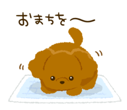 Toy poodle<Dog breed > sticker #15032214