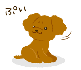 Toy poodle<Dog breed > sticker #15032217