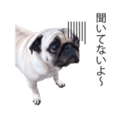 Pretty Pug!5 sticker #15032623