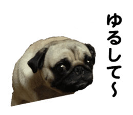 Pretty Pug!5 sticker #15032624