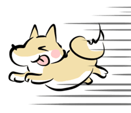 3 kinds of Shiba dog sticker #15032999