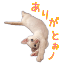 Gon&Jiromaru of a Cat sticker #15035798