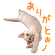 Gon&Jiromaru of a Cat sticker #15035798