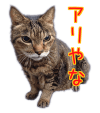 Gon&Jiromaru of a Cat sticker #15035799