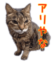 Gon&Jiromaru of a Cat sticker #15035799