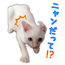 Gon&Jiromaru of a Cat sticker #15035800