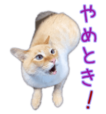 Gon&Jiromaru of a Cat sticker #15035801
