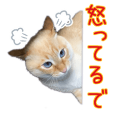 Gon&Jiromaru of a Cat sticker #15035802