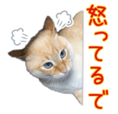 Gon&Jiromaru of a Cat sticker #15035802