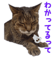 Gon&Jiromaru of a Cat sticker #15035803