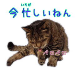 Gon&Jiromaru of a Cat sticker #15035804