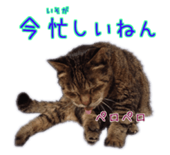 Gon&Jiromaru of a Cat sticker #15035804