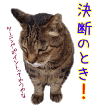 Gon&Jiromaru of a Cat sticker #15035805