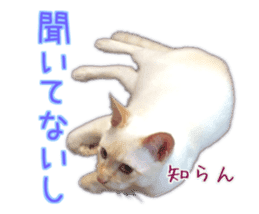 Gon&Jiromaru of a Cat sticker #15035806