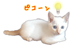 Gon&Jiromaru of a Cat sticker #15035808