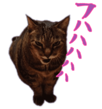 Gon&Jiromaru of a Cat sticker #15035809