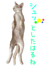 Gon&Jiromaru of a Cat sticker #15035810