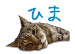 Gon&Jiromaru of a Cat sticker #15035811