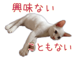 Gon&Jiromaru of a Cat sticker #15035812
