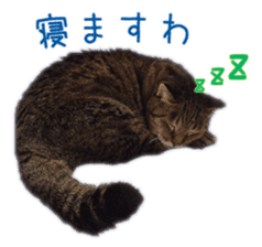 Gon&Jiromaru of a Cat sticker #15035813