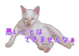 Gon&Jiromaru of a Cat sticker #15035815