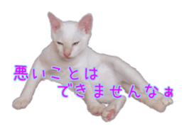 Gon&Jiromaru of a Cat sticker #15035815