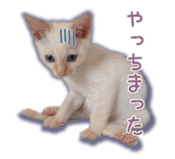 Gon&Jiromaru of a Cat sticker #15035816