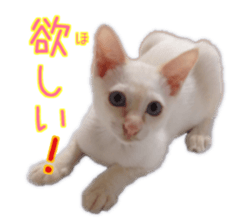 Gon&Jiromaru of a Cat sticker #15035817