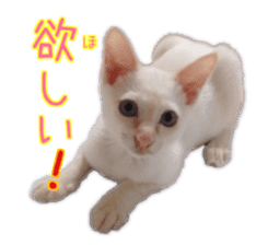 Gon&Jiromaru of a Cat sticker #15035817