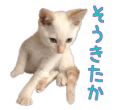 Gon&Jiromaru of a Cat sticker #15035818