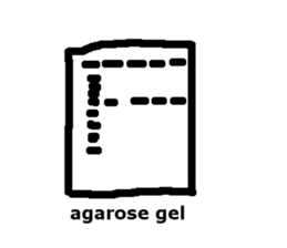 Magnetotactic Bacteria sticker #15037895