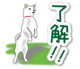 My white dog2 sticker #15037965