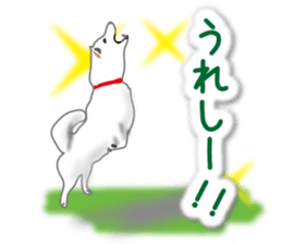 My white dog2 sticker #15037967