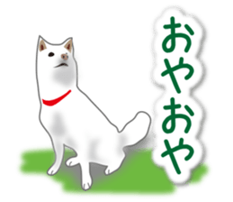 My white dog2 sticker #15037977