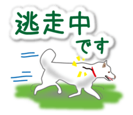 My white dog2 sticker #15037982