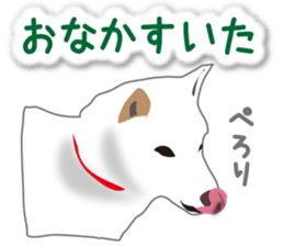 My white dog2 sticker #15037985