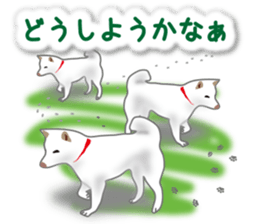 My white dog2 sticker #15037987