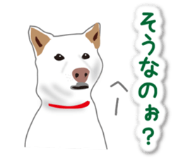 My white dog2 sticker #15037989