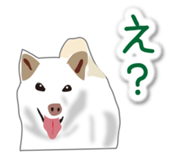 My white dog2 sticker #15037992