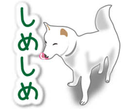 My white dog2 sticker #15037994